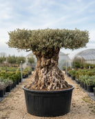 Olive Tree (Olea Europea) | 3.0 - 3.5 m (oah) | Girth: 250 - 275 cm - Acacia Garden Center