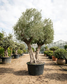 Olive Tree (Olea Europeaa) | 2.5 - 3.0 m (oah) | Girth: 140 - 160 cm - Acacia Garden Center