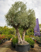 Olive Tree (Olea Europeaa) | 2.5 - 3.0 m (oah) | Girth: 140 - 160 cm - Acacia Garden Center