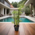 Orange Jasmine (Murraya paniculata) | Fragrant Evergreen Shrub, 80–90 cm - Acacia Garden Center
