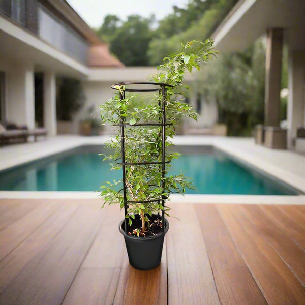 Orange Jasmine (Murraya paniculata) | Fragrant Evergreen Shrub, 80–90 cm - Acacia Garden Center