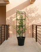 Orange Jasmine (Murraya paniculata) | Fragrant Evergreen Shrub, 80–90 cm - Acacia Garden Center