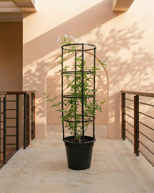 Orange Jasmine (Murraya paniculata) | Fragrant Evergreen Shrub, 80–90 cm - Acacia Garden Center