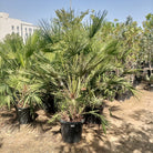 Palm Chamaerops Humilis | 1.0 - 1.25 m - Acacia Garden Center