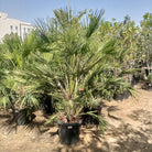 Palm Chamaerops Humilis | 1.0 - 1.25 m - Acacia Garden Center