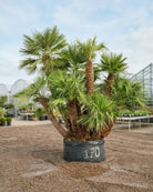 Palm Chamaerops Humilis - Multi - trunk | 2.5 - 3.0 m - Acacia Garden Center