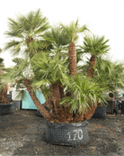 Palm Chmaerops Humilis - Multi Trunk | 3.0 - 3.5 m (OAH) - Acacia Garden Center
