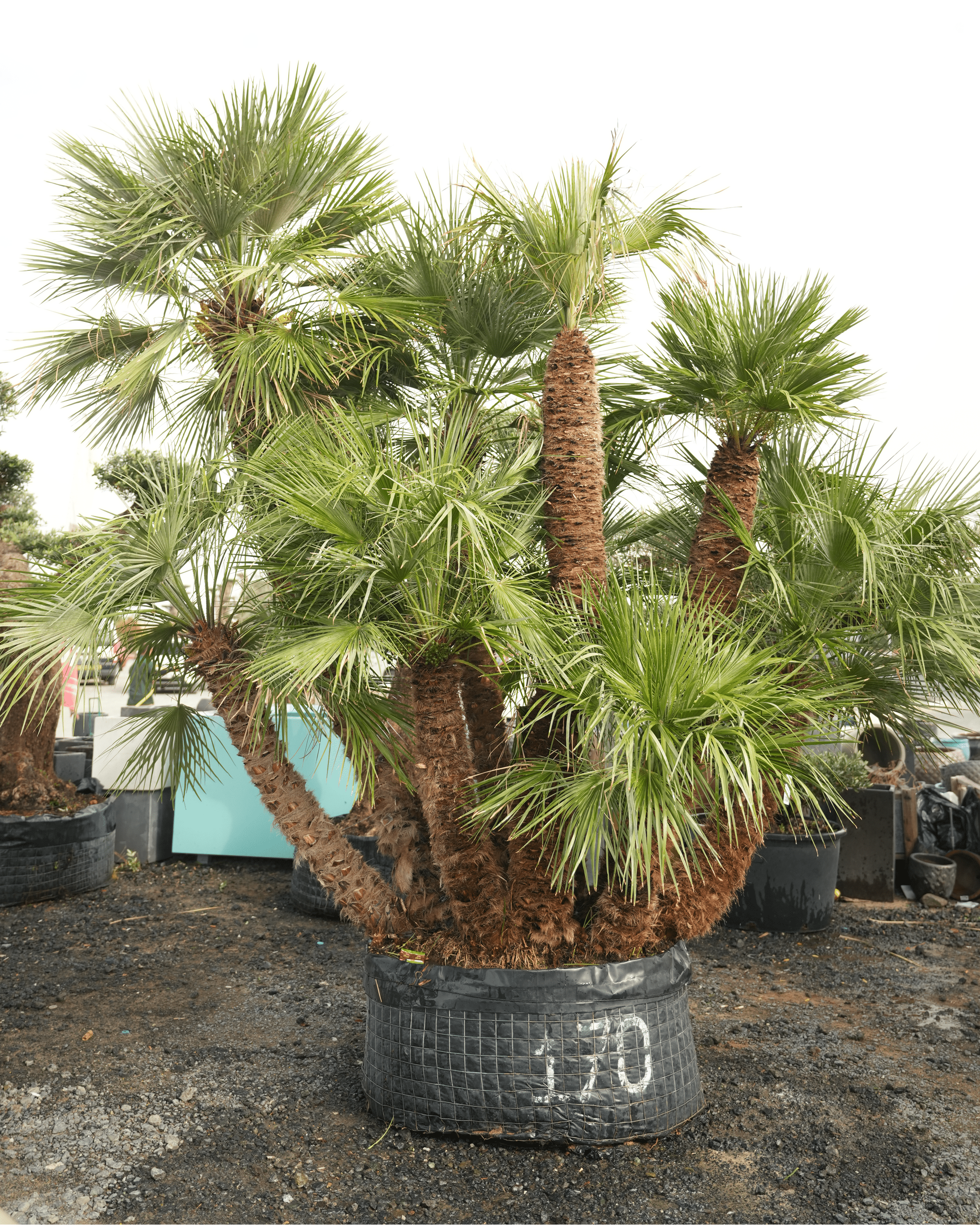 Palm Chmaerops Humilis - Multi Trunk | 3.0 - 3.5 m (OAH) - Acacia Garden Center