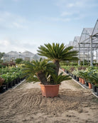 Palm Cycas Revoluta Multi - trunk | 90 - 100 cm - Acacia Garden Center