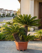 Palm Cycas Revoluta Multi - trunk | 90 - 100 cm - Acacia Garden Center