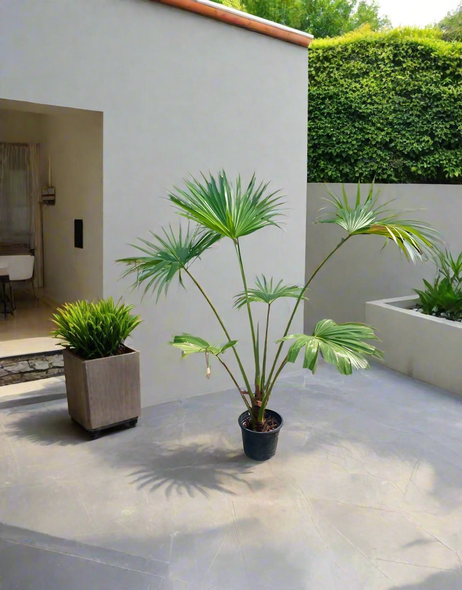 Palm Livistona Chinensis (Fountain Palm) - Acacia Garden Center