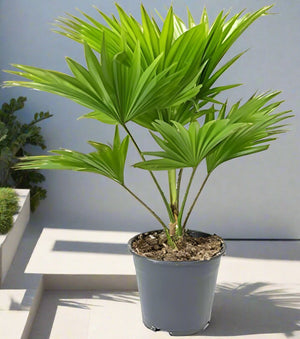 Palm Livistona Chinensis (Fountain Palm) - Acacia Garden Center