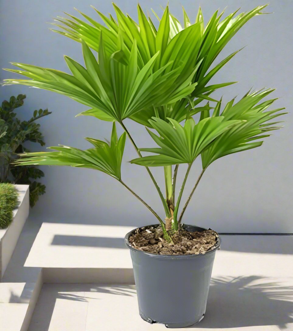 Palm Livistona Chinensis (Fountain Palm) - Acacia Garden Center