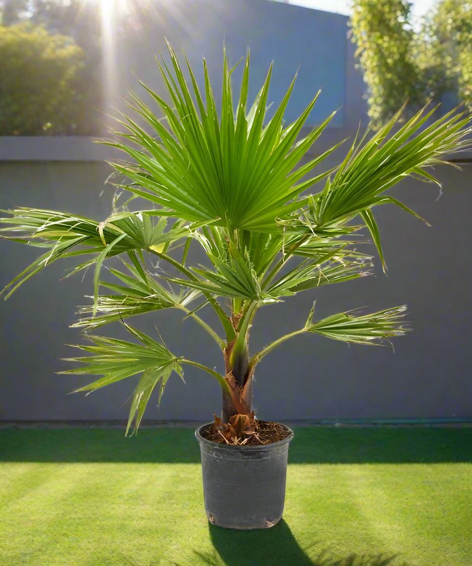 Palm Livistona Chinensis (Fountain Palm) - Acacia Garden Center