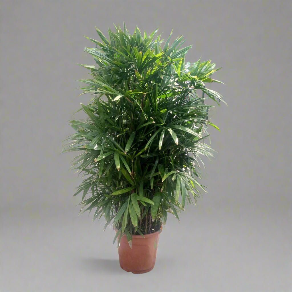 Palm Rhapis Excelsa (Lady palm) - Acacia Garden Center