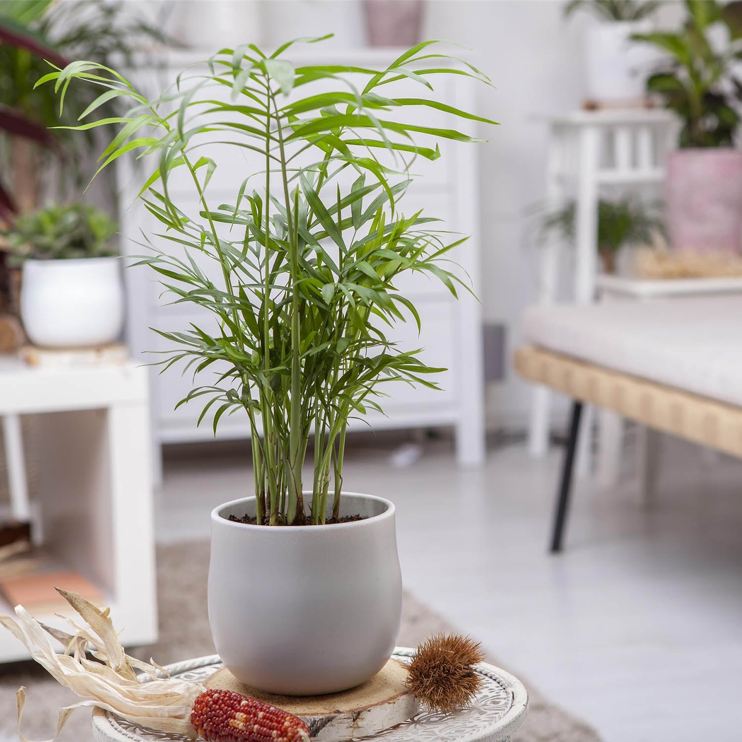 Parlor Palm (Chamaedorea elegans) - Acacia Garden Center
