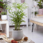 Parlor Palm (Chamaedorea elegans) - Acacia Garden Center