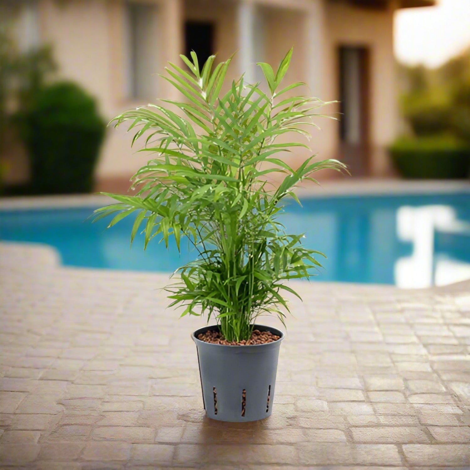 Parlor Palm (Chamaedorea elegans) - Acacia Garden Center