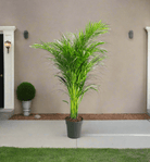 Parlor Palm (Chamaedorea elegans) - Acacia Garden Center