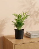 Parlour Palm (Chamaedorea elegans) | 30–120 cm - Acacia Garden Center