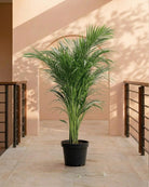 Parlour Palm (Chamaedorea elegans) | 30–120 cm - Acacia Garden Center