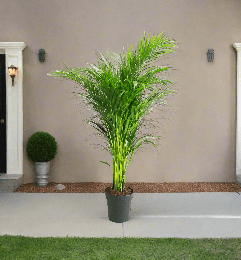 Parlour Palm (Chamaedorea elegans) | 30–120 cm - Acacia Garden Center