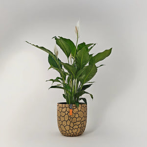 Peace Lilly (Spathiphyllum Sensation) | 80 - 100 cm - Acacia Garden Center