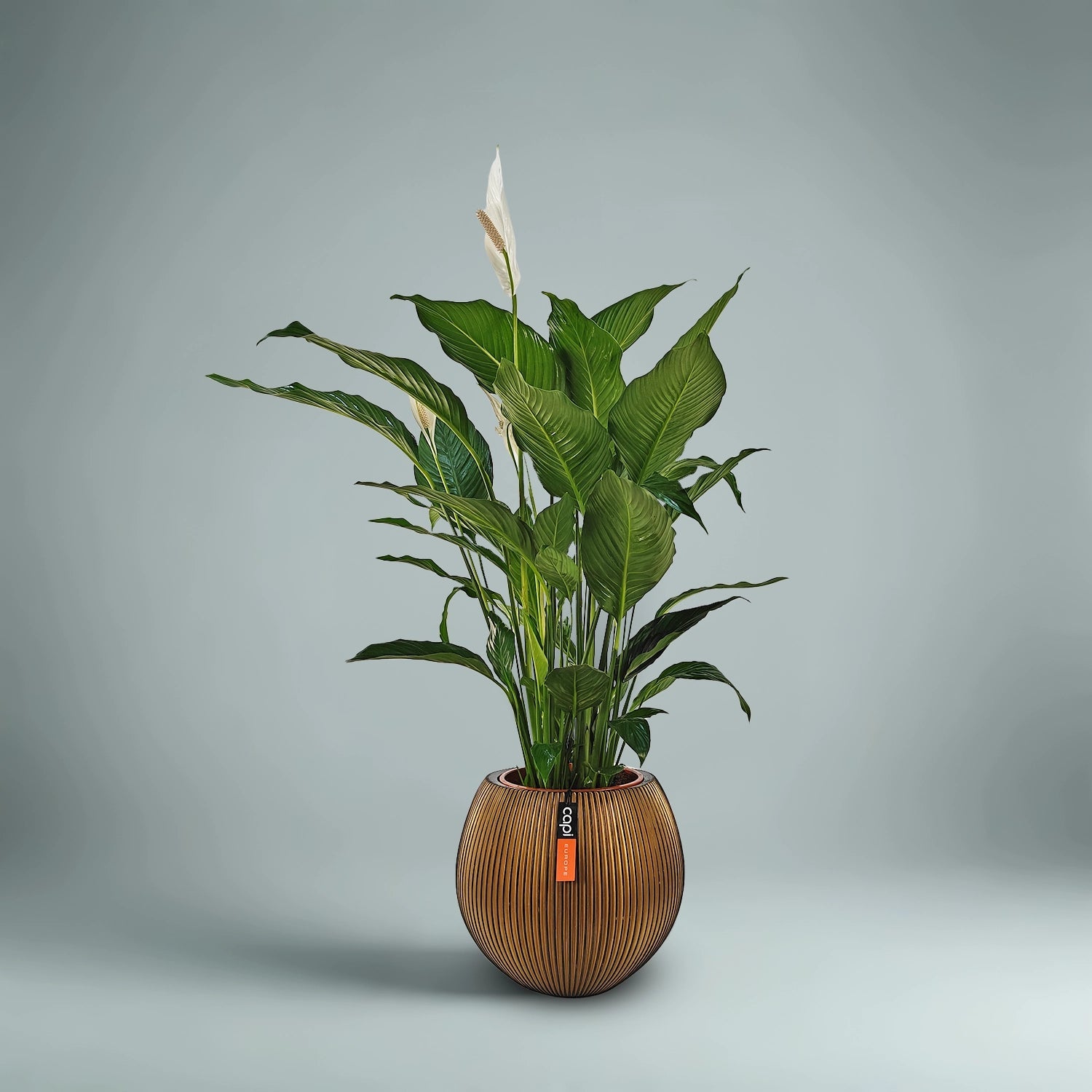 Peace Lilly (Spathiphyllum Sensation) | 80 - 100 cm - Acacia Garden Center