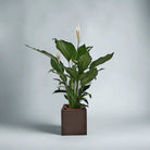 Peace Lilly (Spathiphyllum Sensation) | 80 - 100 cm - Acacia Garden Center
