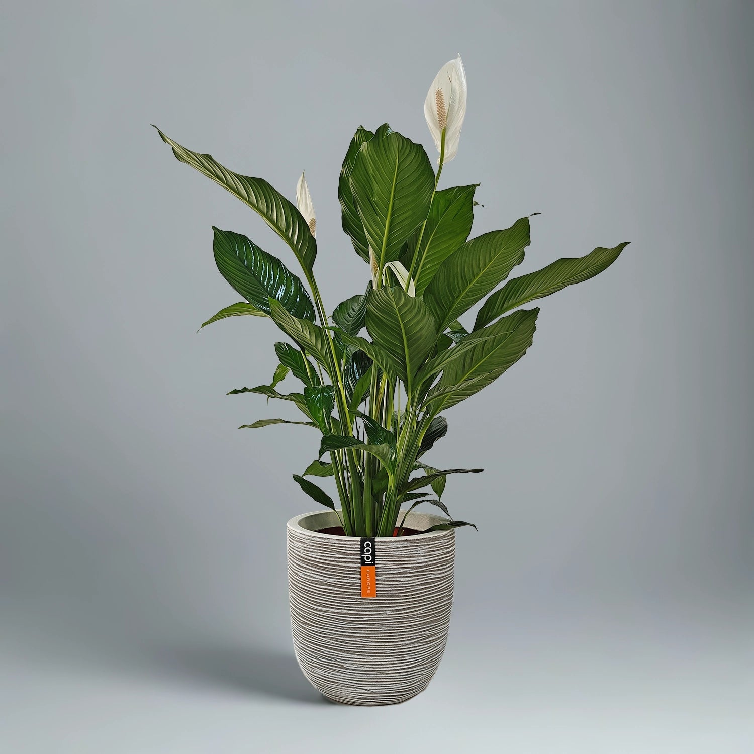 Peace Lilly (Spathiphyllum Sensation) | 80 - 100 cm - Acacia Garden Center