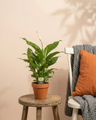 Peace Lily – Assorted Cultivars (Spathiphyllum sp.) | 40–50 cm - Acacia Garden Center