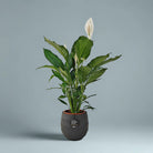 Peace Lily 'Sensation' (Spathiphyllum 'Sensation') | Floor Plant, 80–100 cm - Acacia Garden Center
