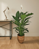 Peace Lily 'Sensation' (Spathiphyllum 'Sensation') | Floor Plant, 80–100 cm - Acacia Garden Center