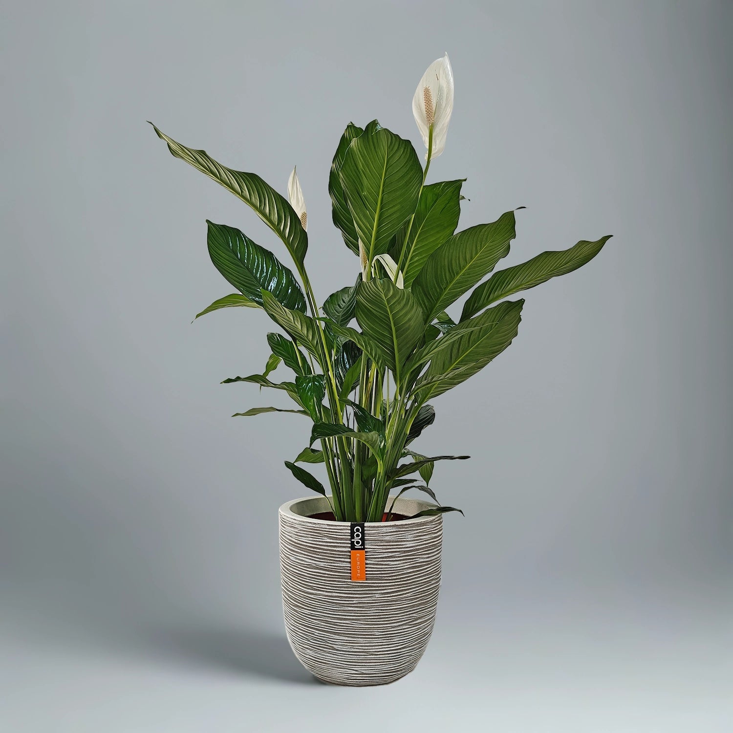 Peace Lily 'Sensation' (Spathiphyllum 'Sensation') | Floor Plant, 80–100 cm - Acacia Garden Center