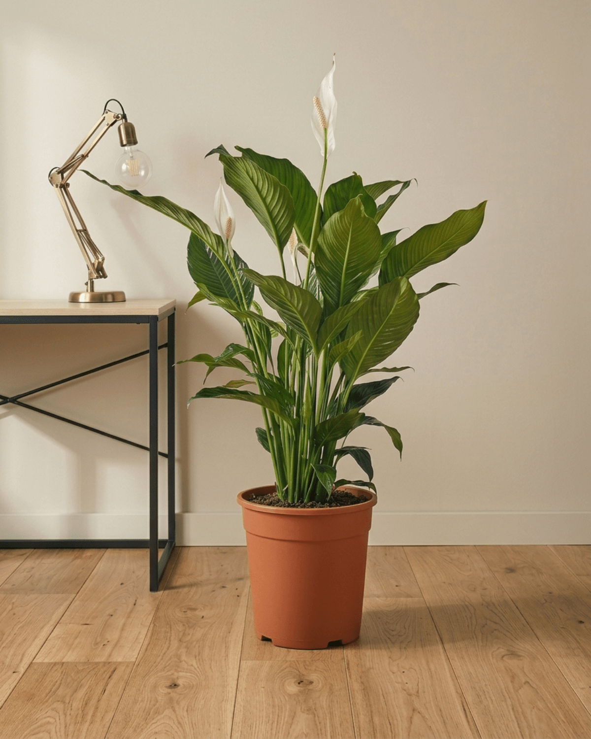 Peace Lily 'Sensation' (Spathiphyllum 'Sensation') | Floor Plant, 80–100 cm - Acacia Garden Center