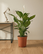 Peace Lily 'Sensation' (Spathiphyllum 'Sensation') | Floor Plant, 80–100 cm - Acacia Garden Center