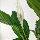 Peace Lily 'Sensation' (Spathiphyllum 'Sensation') | Floor Plant, 80–100 cm - Acacia Garden Center