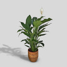 Peace Lily 'Sensation' (Spathiphyllum 'Sensation') | Floor Plant, 80–100 cm - Acacia Garden Center