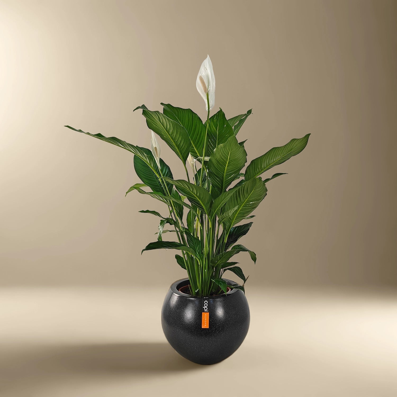 Peace Lily 'Sensation' (Spathiphyllum 'Sensation') | Floor Plant, 80–100 cm - Acacia Garden Center