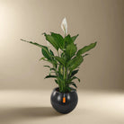 Peace Lily 'Sensation' (Spathiphyllum 'Sensation') | Floor Plant, 80–100 cm - Acacia Garden Center