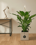 Peace Lily 'Sensation' (Spathiphyllum 'Sensation') | Floor Plant, 80–100 cm - Acacia Garden Center