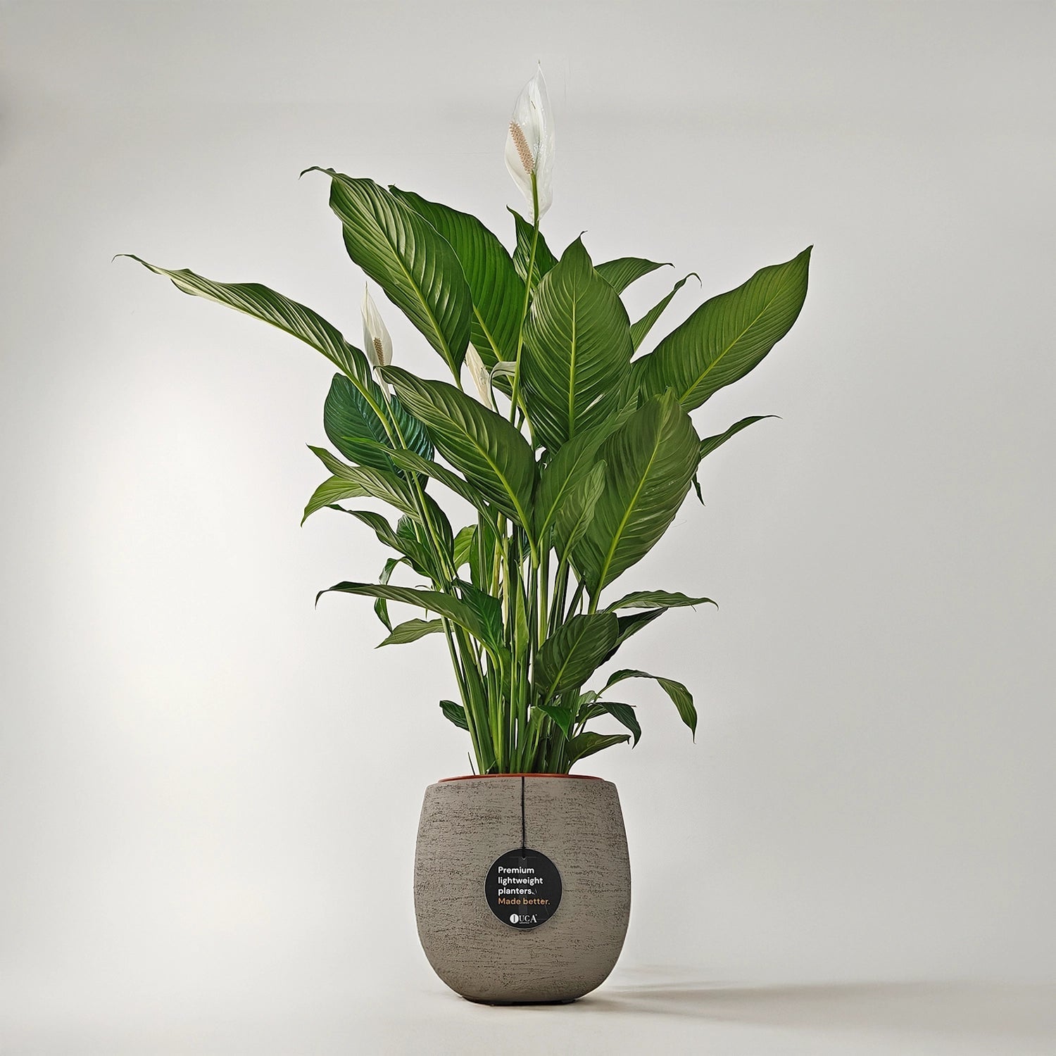 Peace Lily 'Sensation' (Spathiphyllum 'Sensation') | Floor Plant, 80–100 cm - Acacia Garden Center