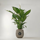 Peace Lily 'Sensation' (Spathiphyllum 'Sensation') | Floor Plant, 80–100 cm - Acacia Garden Center