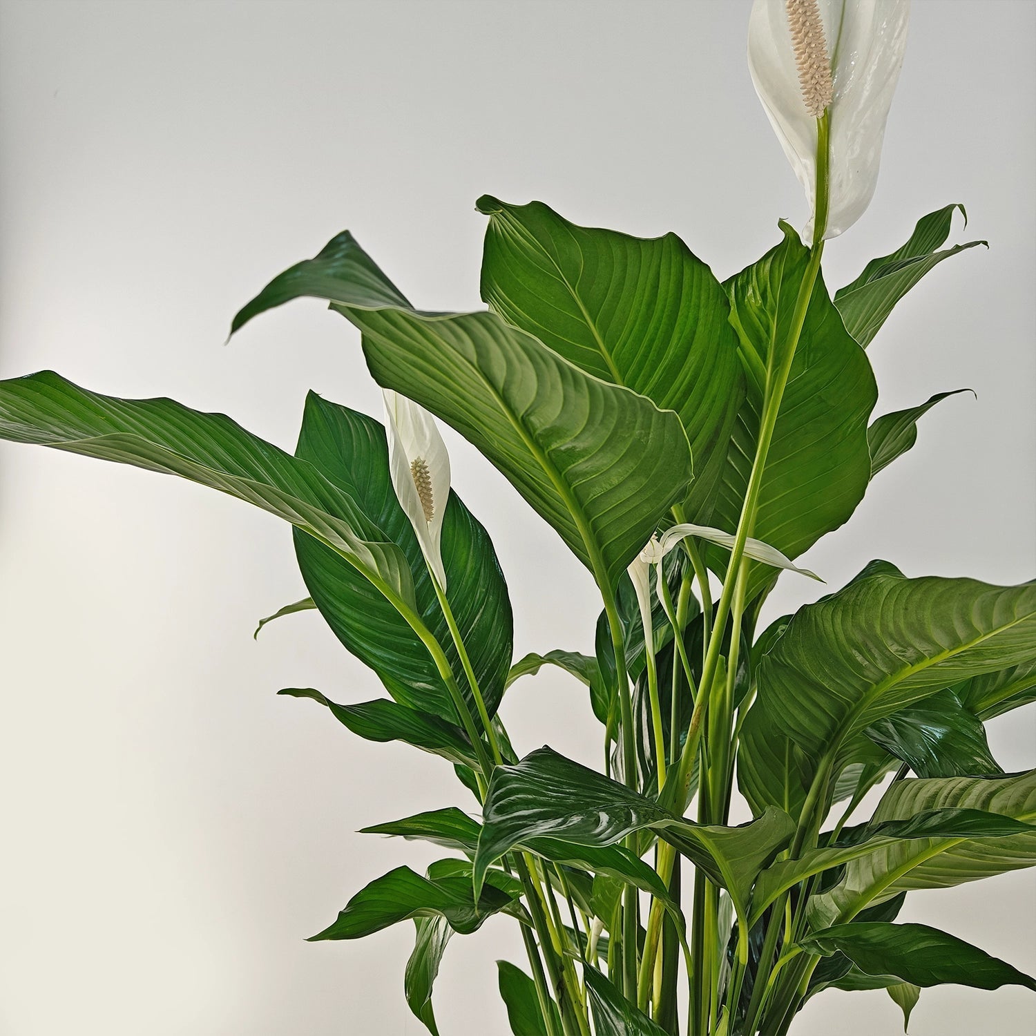 Peace Lily 'Sensation' (Spathiphyllum 'Sensation') | Floor Plant, 80–100 cm - Acacia Garden Center