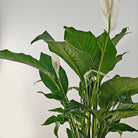 Peace Lily 'Sensation' (Spathiphyllum 'Sensation') | Floor Plant, 80–100 cm - Acacia Garden Center
