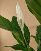 Peace Lily 'Sensation' (Spathiphyllum 'Sensation') | Floor Plant, 80–100 cm - Acacia Garden Center