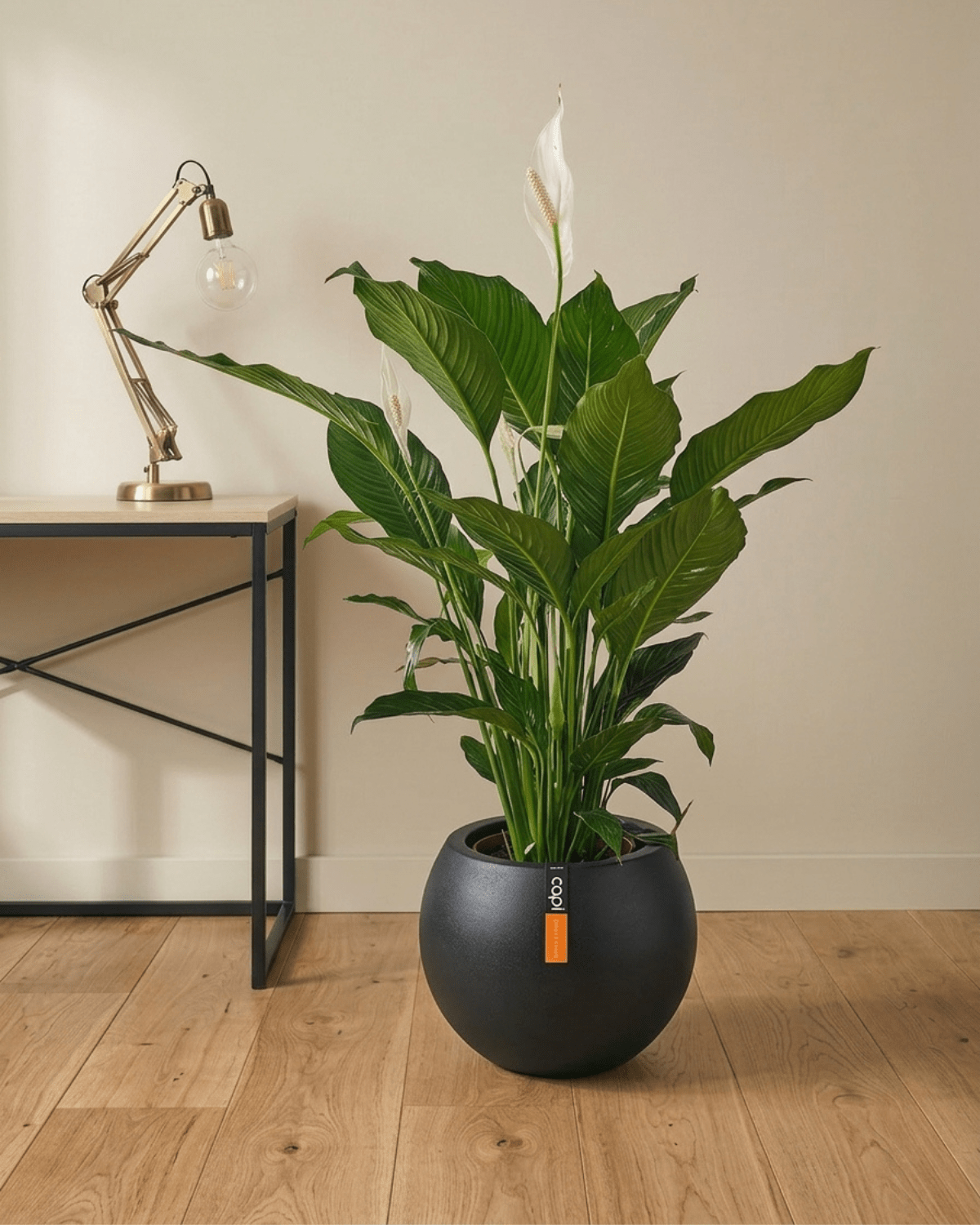 Peace Lily 'Sensation' (Spathiphyllum 'Sensation') | Floor Plant, 80–100 cm - Acacia Garden Center