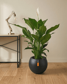Peace Lily 'Sensation' (Spathiphyllum 'Sensation') | Floor Plant, 80–100 cm - Acacia Garden Center