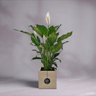 Peace Lily 'Sensation' (Spathiphyllum 'Sensation') | Floor Plant, 80–100 cm - Acacia Garden Center