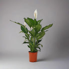 Peace Lily 'Sensation' (Spathiphyllum 'Sensation') | Floor Plant, 80–100 cm - Acacia Garden Center